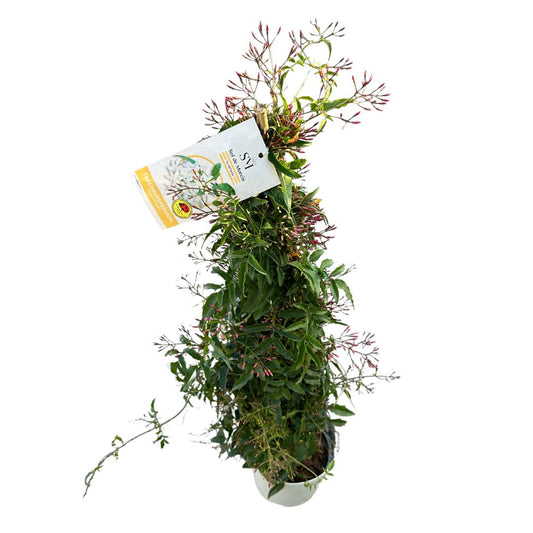 Jazmín Polyanthum Variedad De Jazmín Con Flores Abundantes_0