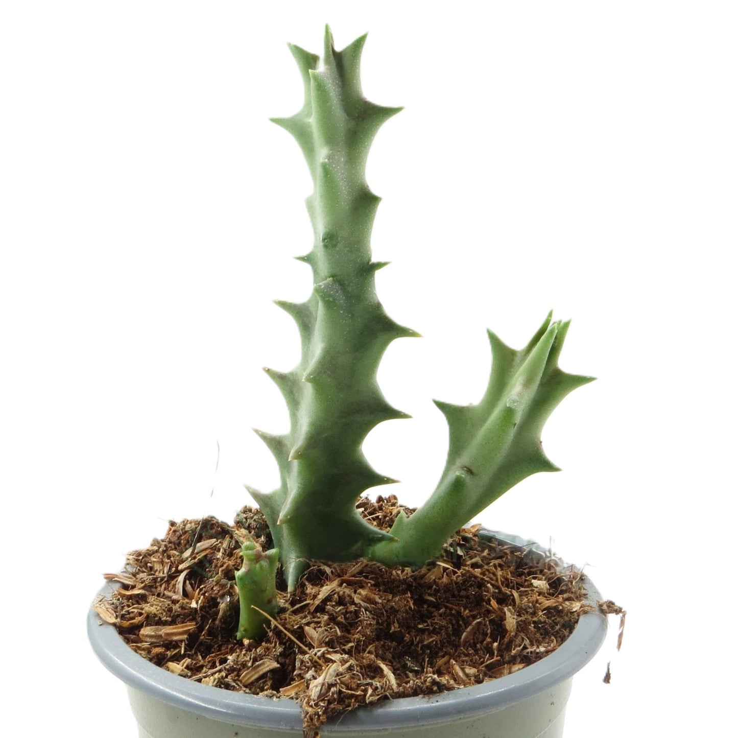 Orbea Lutea; Planta Suculenta Con Floración Llamativa, Flor Amarilla; Diámetro Maceta 9 Cm_0