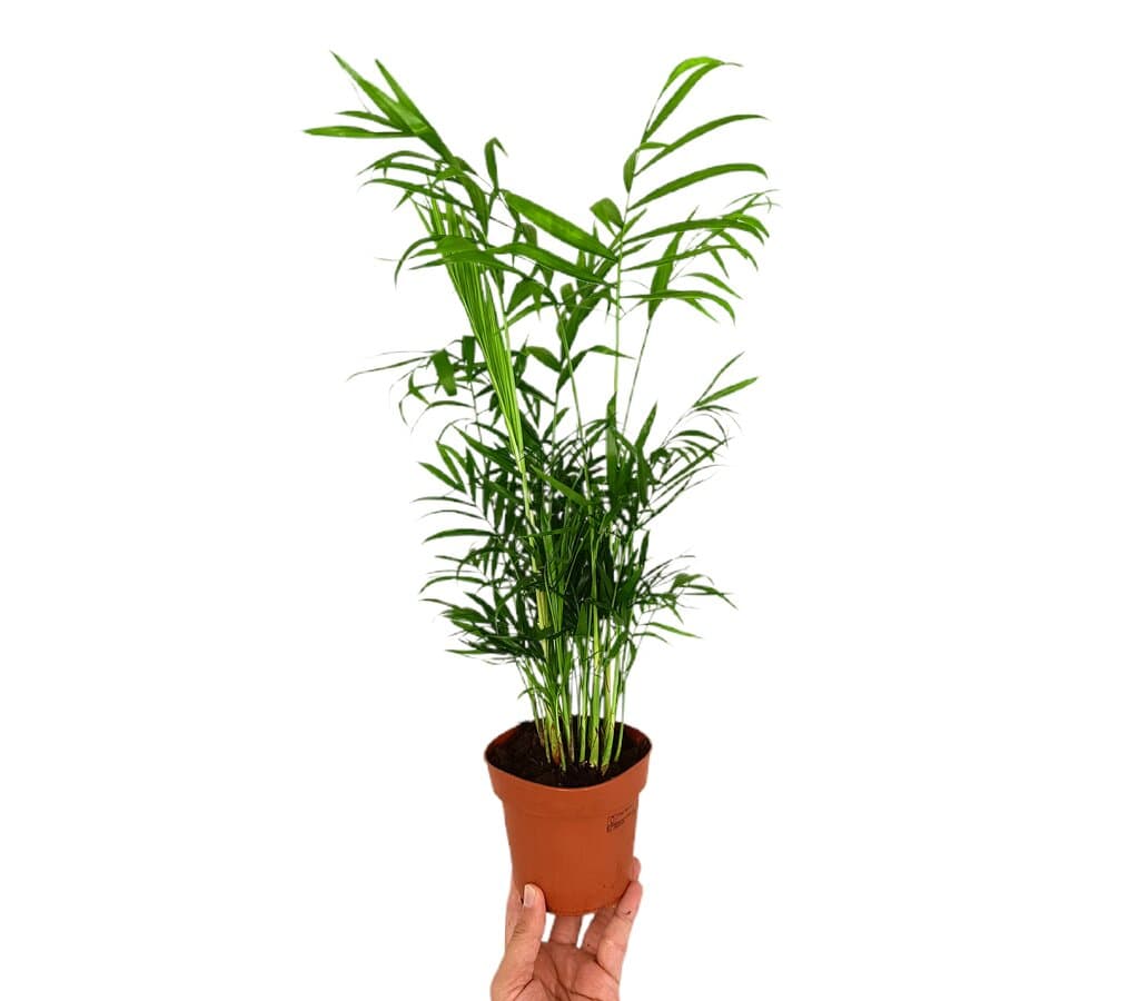 Chamaedorea Elegans M12 35cm