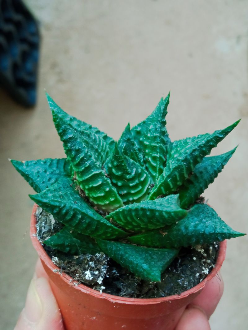Haworthia Striata Twist Planta Suculenta Ø5 Cm