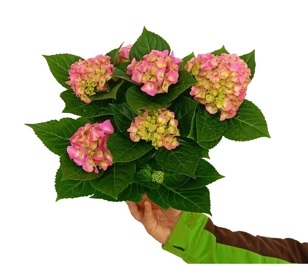 Hortensia Mix M14 30-40cm_0