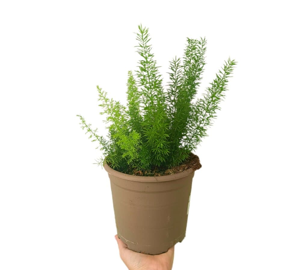 Asparagus Densiflorus Myersii M17_0