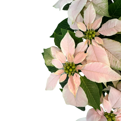 Decora Con Amor: Poinsettia Rosa Pastel Para Momentos Especiales M14_1