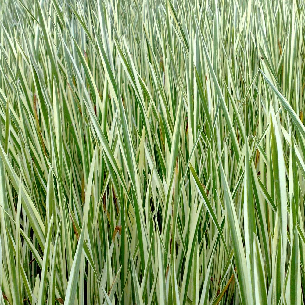 Cálamo Acorus Calamus Variegatus Estanque - Set 4 Plantas Con Cesta Y Sustrato_2