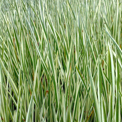 Cálamo Acorus Calamus Variegatus Estanque - Set 4 Plantas Con Cesta Y Sustrato_2