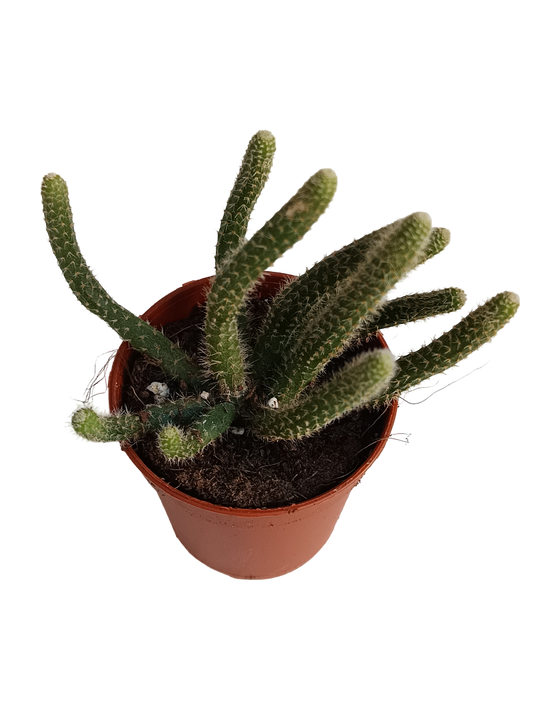 Rhipsalis Horrida Planta Suculenta Colgante Ø5_0