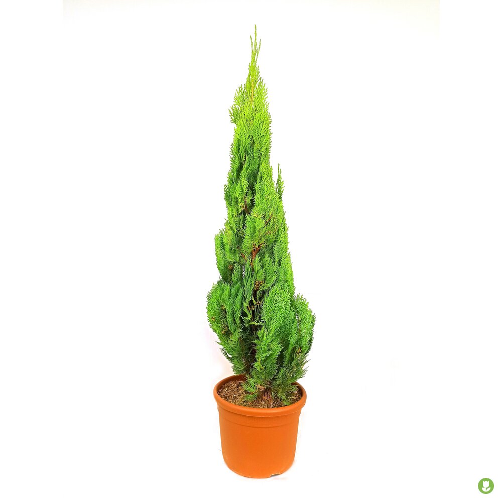Thuja Pyramidalis Aurea M24_0