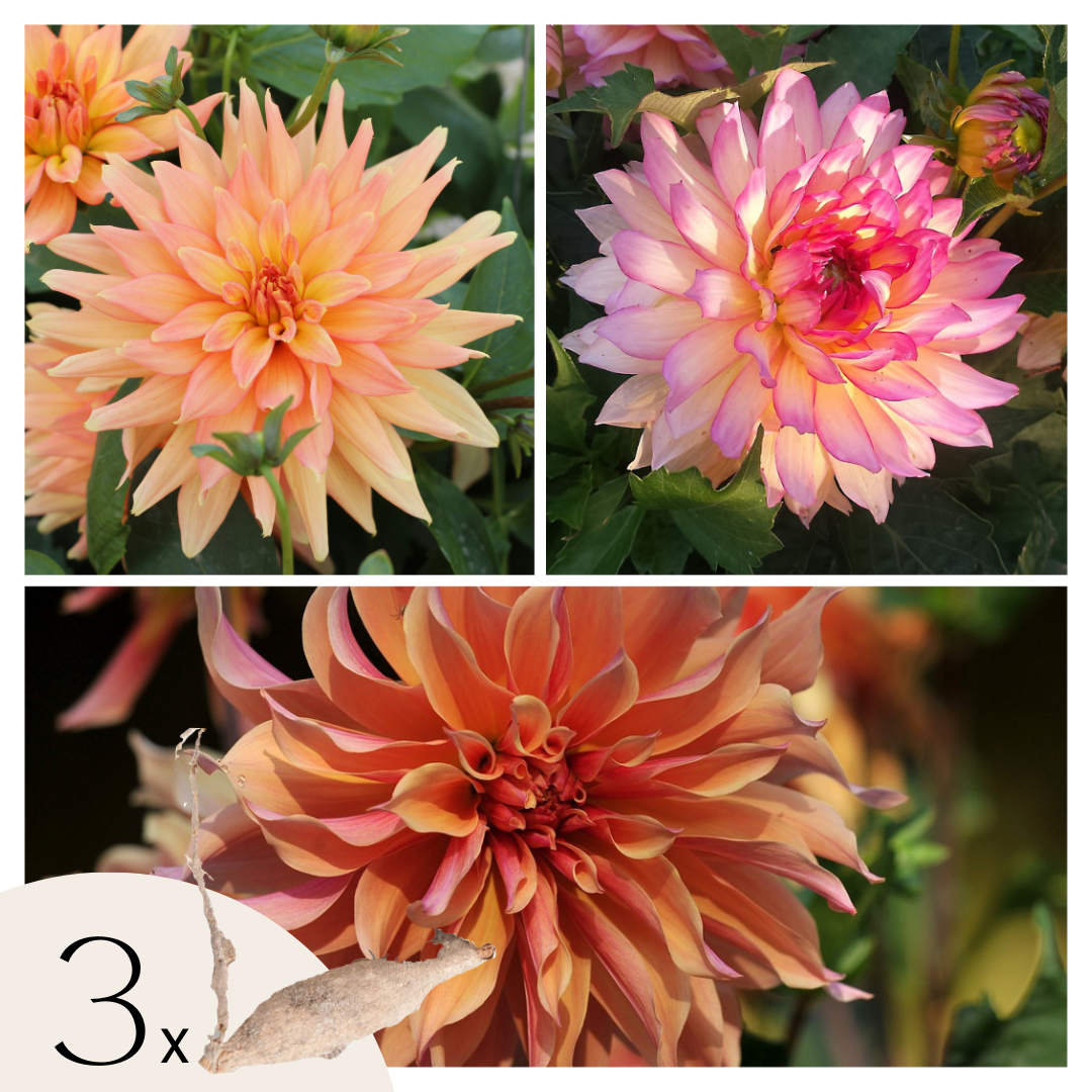 Tubérculos De Dalia - 3 Pzs - Dahlia Labyrinth Twotone_0