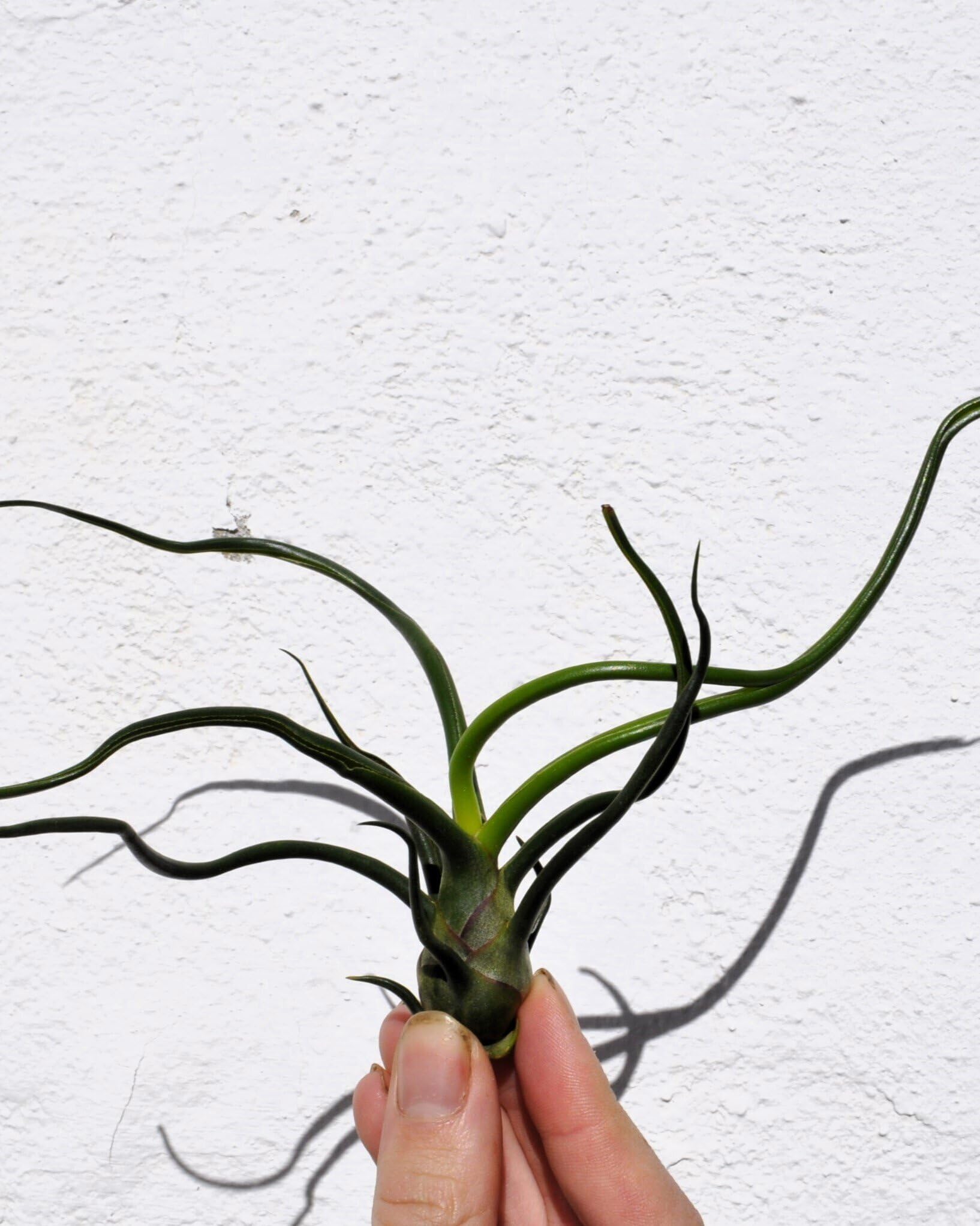 Tillandsia bulbosa; planta del aire verde; Curiosarium; altura 8-12 cm, diámetro 10-15 cm_1
