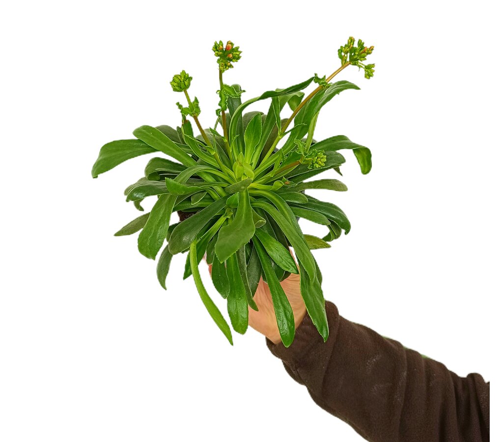 Lewisia Cotyledon M13_0