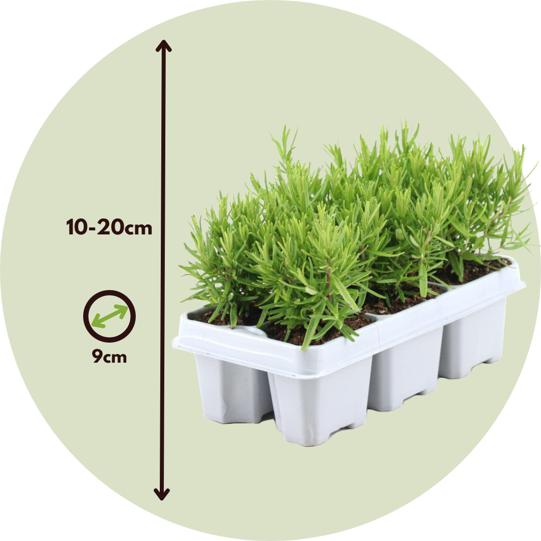 Romero - 12 Pzs - Rosmarinus Officinalis - Altura 10-20cm - ⌀9cm_2