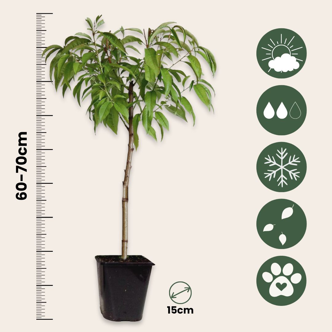 Melocotonero Enano - 2 Pzs - Prunus Persica 'saturne' - Altura 60-70cm - ⌀15cm_2