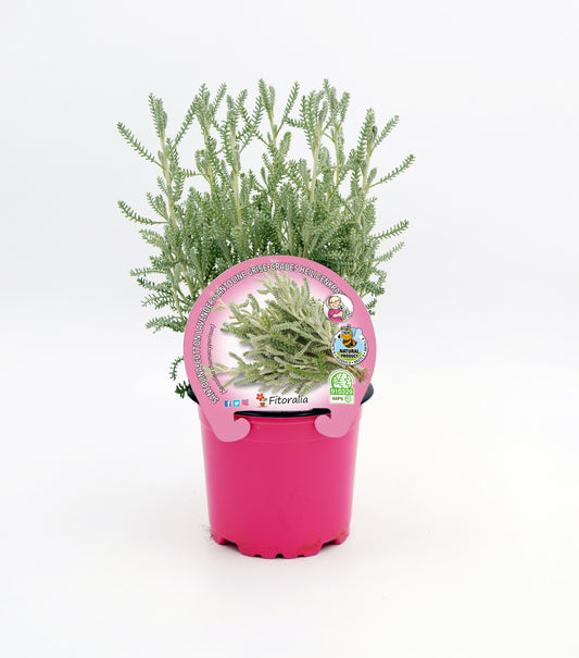 Santolina En Maceta 10,5 Cm. Natural - Fitoralia