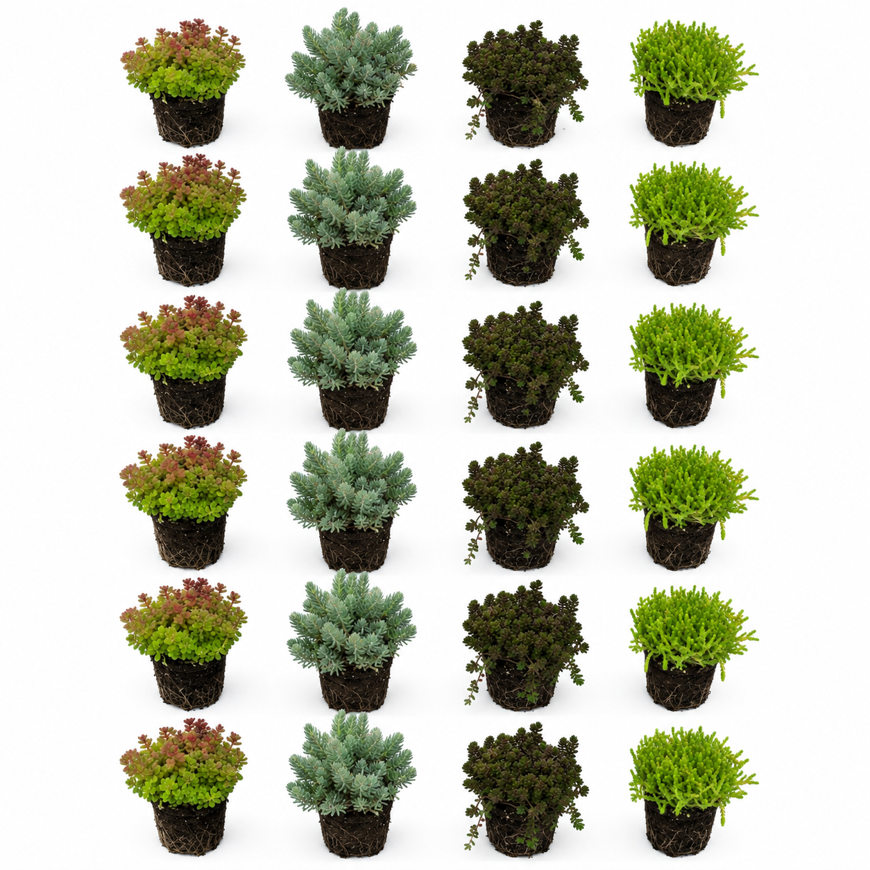 Sedum Siempreviva 24 Plantas - Mix Plantas Roca Borde Estanque - Resistente_0