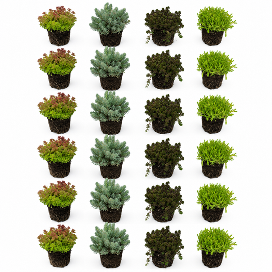 Sedum Siempreviva 24 Plantas - Mix Plantas Roca Borde Estanque - Resistente_0