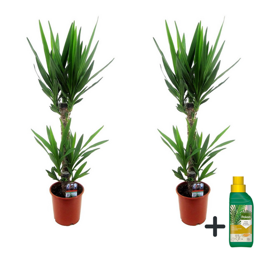 Yuca Pie De Elefante - 2 Pzs - Yucca Elephantipes - Altura 70-80cm - ⌀17cm_0
