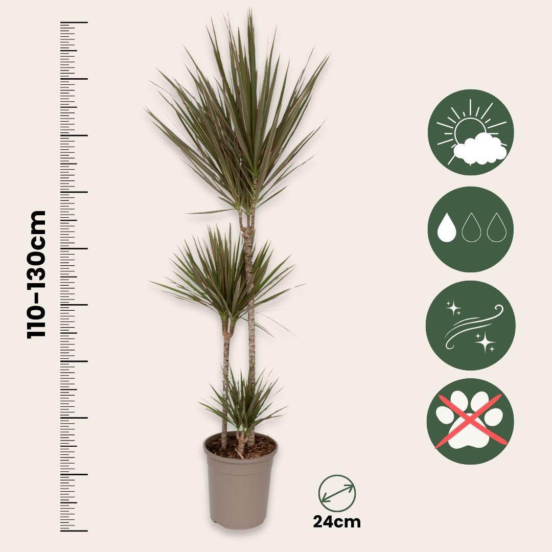 Drácena - Dracaena Marginata 'bicolor' - Altura 110-130cm - ⌀24cm_2