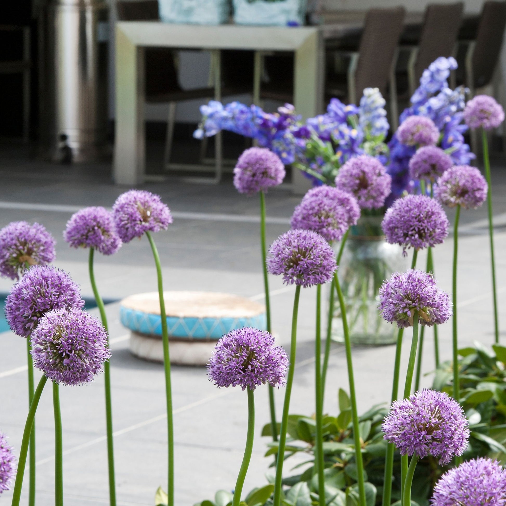 Bulbos De Allium - 16 Pzs - Allium 'gladiator' - Bulbos De Flores - Púrpura