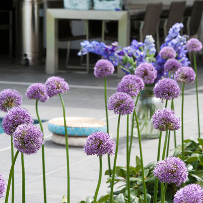 Bulbos De Allium - 16 Pzs - Allium 'gladiator' - Bulbos De Flores - Púrpura