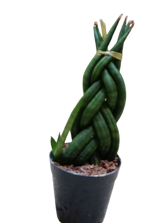 Sansevieria Twist Mini Ø6 Planta De Interior Muy Resistente_0