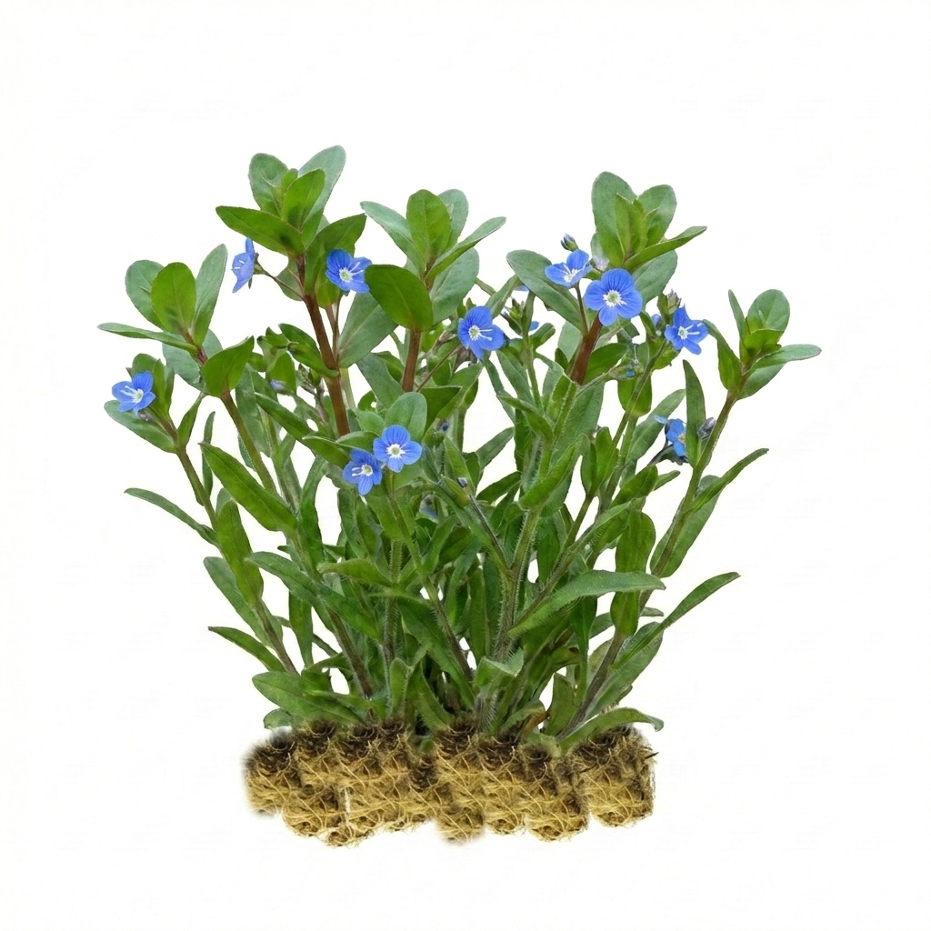 Verónica Acuática - Veronica Beccabunga - 15 Plantas De Ribera Purificadoras_0