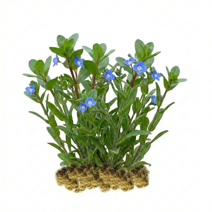 Verónica Acuática - Veronica Beccabunga - 15 Plantas De Ribera Purificadoras_0