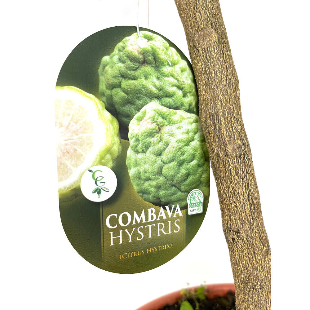 Lima Hystrix M21 100cm (kaffir)_1