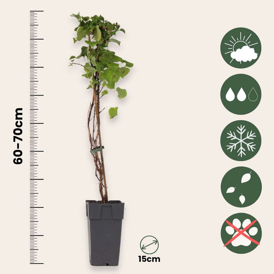 Hortensia - 2 Pzs - Hydrangea Anomale Petiolaris - Altura 60-70cm - ⌀15cm_2