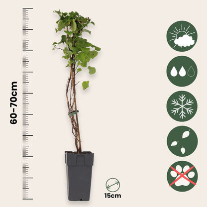 Hortensia - 2 Pzs - Hydrangea Anomale Petiolaris - Altura 60-70cm - ⌀15cm_2
