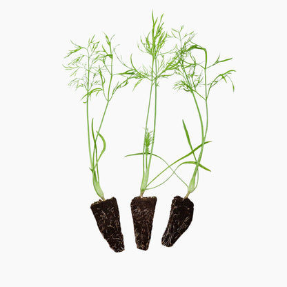 Plantón Hinojo - PlantaBo_0