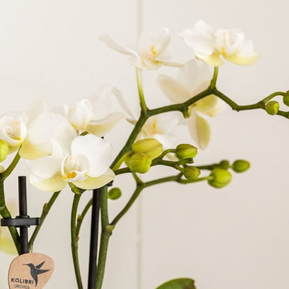 Set De Regalo Orquídea 'marble S' - Phalaenopsis - Altura 30cm