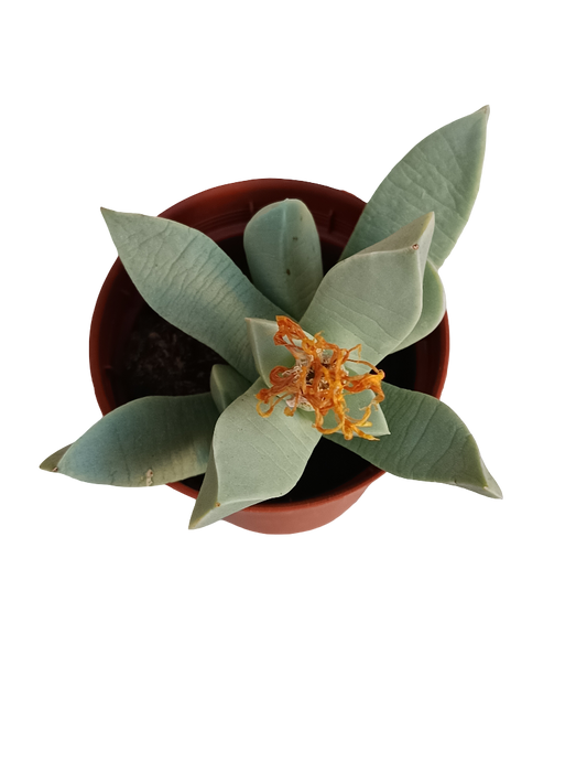 Machairophyllum brevifolium planta suculenta Ø8