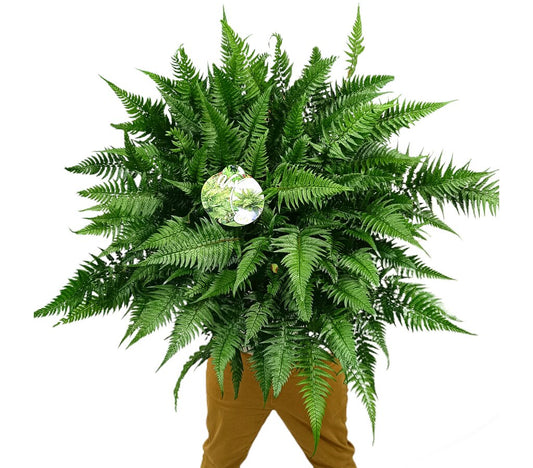 Athyrium M24 50cm_0