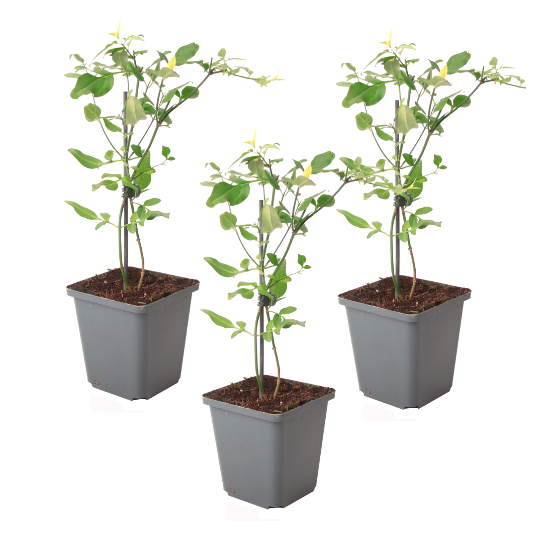 Jazmín - 3 Pzs - Jasminum 'summer Scent' - Altura 25-40cm - ⌀9cm_0