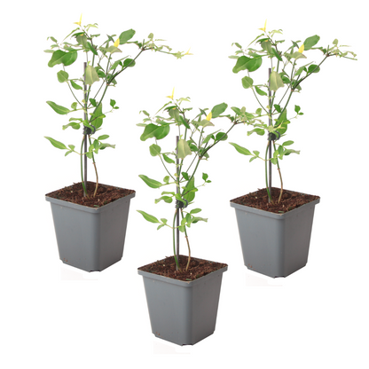 Jazmín - 3 Pzs - Jasminum 'summer Scent' - Altura 25-40cm - ⌀9cm_0