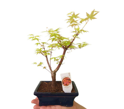 Bonsai Acer Palmatum Atroppurpureum 6 Años_2