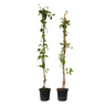 Madreselva - 2 Pzs - Lonicera 'american Beauty' - Altura 110-120cm - ⌀17cm