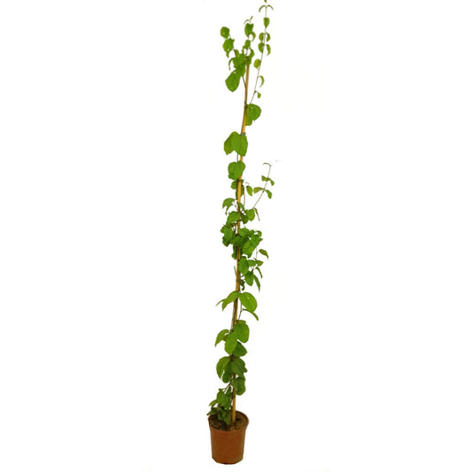 Clerodendrum Especioso 180cm M20_0