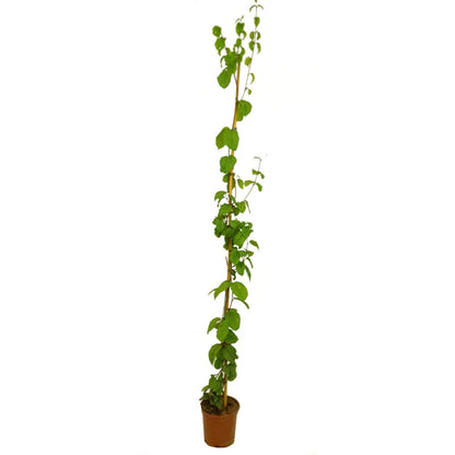 Clerodendrum Especioso 180cm M20_0