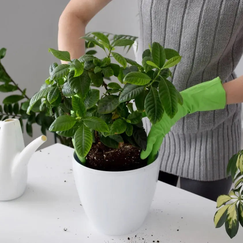 Sustrato Básico Para Plantas Acidofilas / Saco 15 L._0
