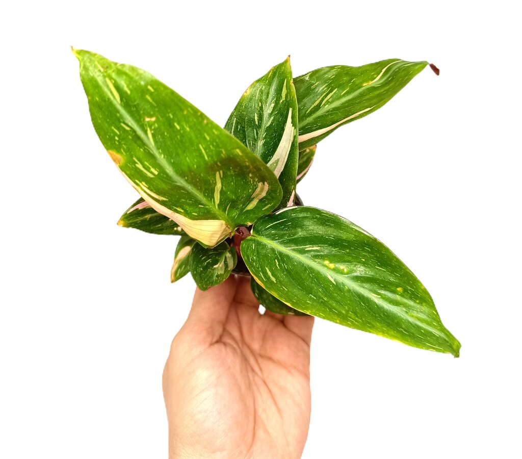 Calathea Magicstar M6_1