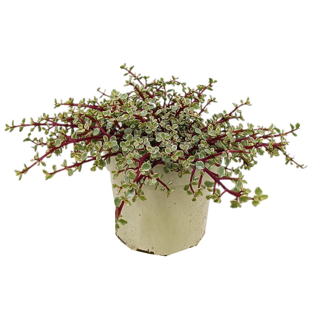 Portulacaria Afra M22 (jade Enano O Arbusto De Elefante)_0