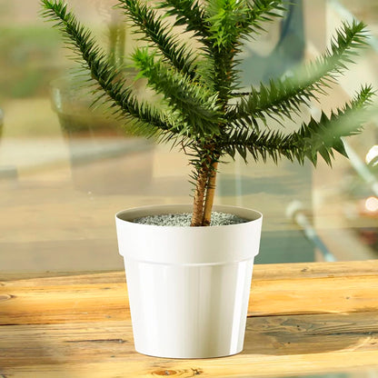 Maceta Cube Basic , Dimensiones (mm) 179x179x165, Color Blanco_4