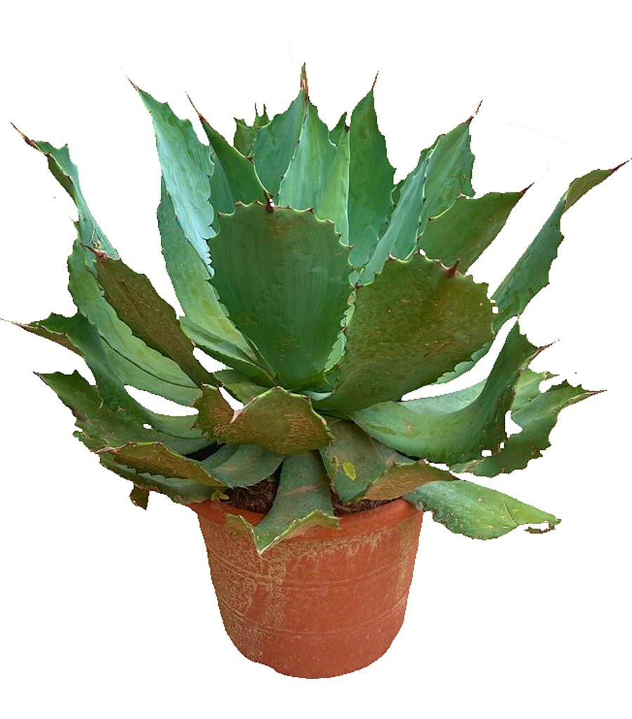 Agave Parryi M30 45cm