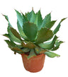 Agave Parryi M30 45cm
