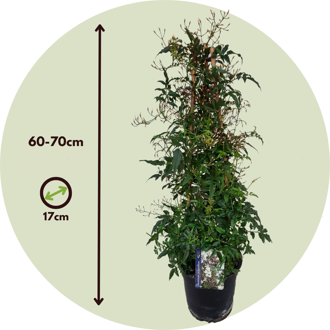 Jazmín - Jasminum Polyanthum - Altura 60-70cm - ⌀17cm_2