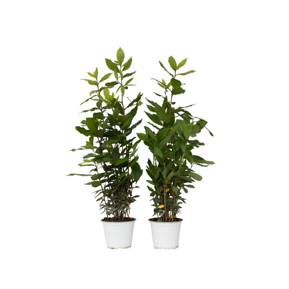 Laurel - 2 Pzs - Laurus Nobilis - Altura 30-40cm - ⌀14cm_0