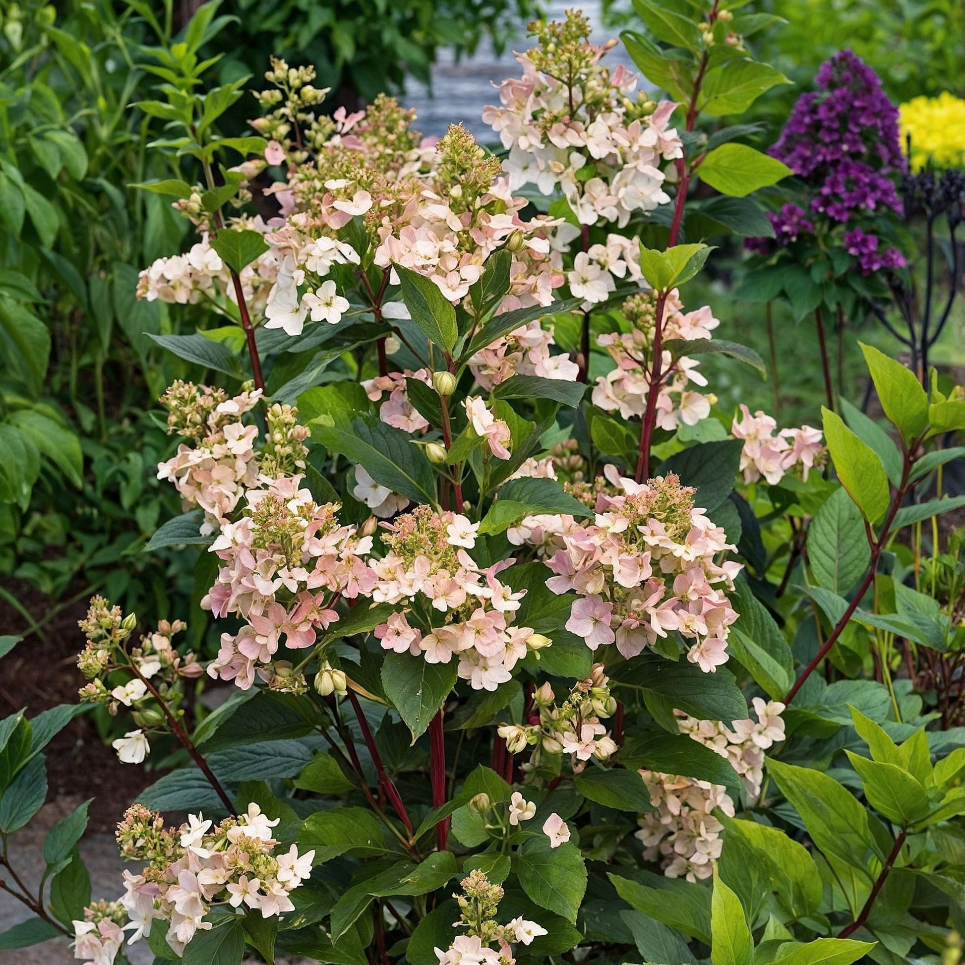 Hortensia - Hydrangea Paniculata 'early Harry' - Altura 25-40cm - ⌀19cm