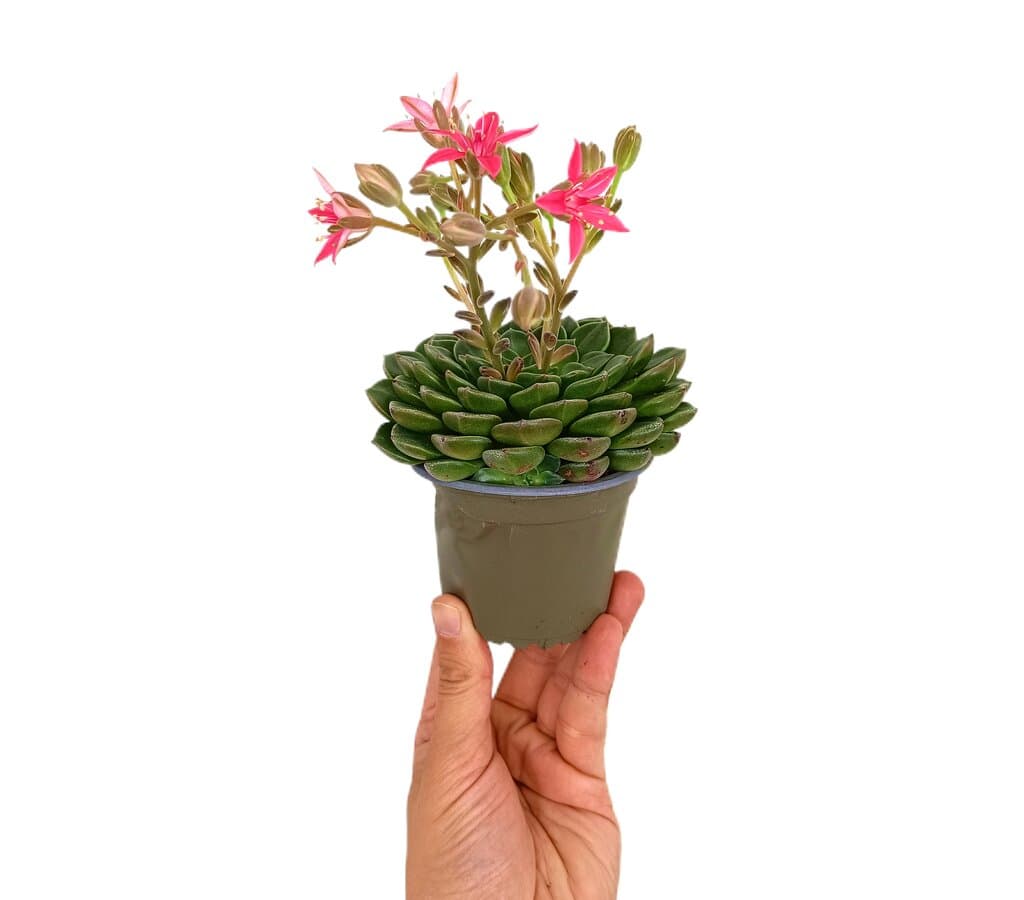 Graptopetalum Tacitus M9_0