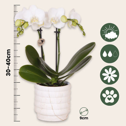 Set De Regalo Orquídea 'marble S' - Phalaenopsis - Altura 30cm_2